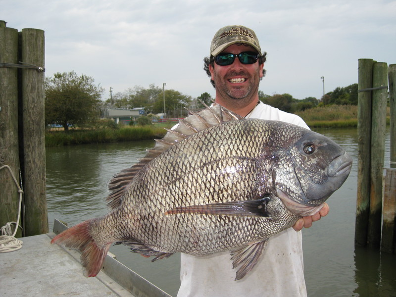 Dave Walker has caught a lot of fish, but never landed a state record. His opportunity finally came when he hooked this jumbo 17.1-pound sheepshead. The awesome porgy eclipsed Delaware's previous record 15-pound-11-ouncer taken by Chris Wentz in 2012. Dave's fish grabbed a green crab bait over a Delaware Bay rock pile. The catch was verified on Lewes Harbour Marina's scales by a DNREC officer and has been submitted for official recognition as the new state record. COURTESY LEWES HARBOUR MARINA